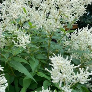 Meet your Posher, Leslie